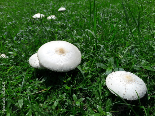 Poisonous mushrooms (Chlorophyllum molybdites)white flowers are blooming Spontaneously occurring. Poisonous symptoms cause intoxication, nausea and vomiting. photo