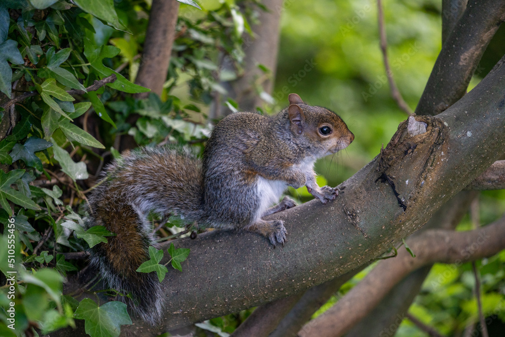 squirrel in the tree