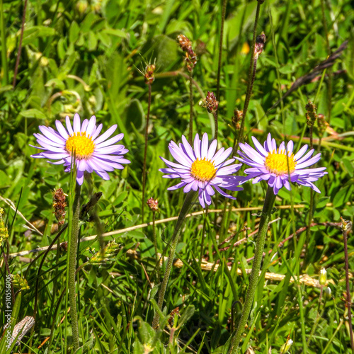 Fleurs mauves en montagne