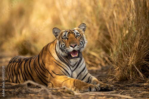 eye level shot of wild female bengal tiger or tigress close up or portrait with eye contact in hot summer season safari at ranthambore national park sawai madhopur rajasthan india - panthera tigris © Sourabh