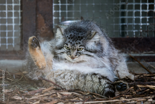 Pallas cat. Otocolobus manul. Manul. Portrait of cute furry adult manul in zoo. photo