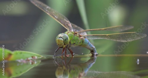 An emperor dragonfly depositing eggs in the water