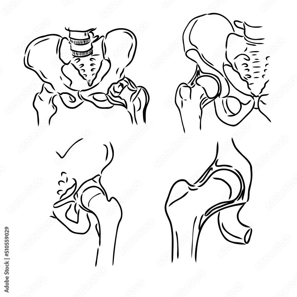 Hip Bone line icon vector illustration logo design. Hip Bone line icon vector illustration logo design.