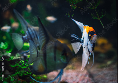 a great scalar fish in aquarium photo