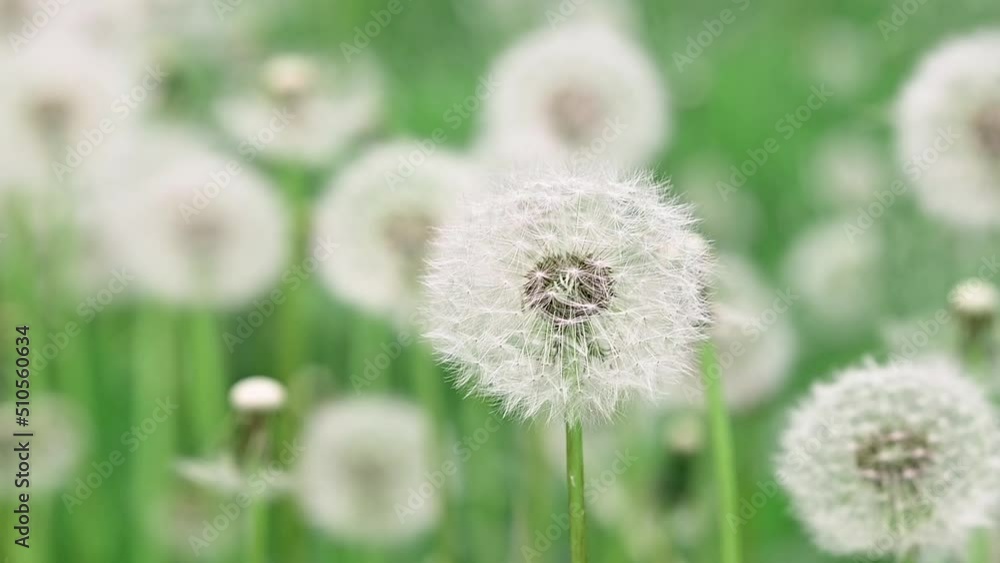 A beautiful white dandelion swings in the wind on a flower field. Beautiful green grass and flowers close-up. Atmospheric screensaver or postcard. Full HD A beautiful white dandelion swings in the wind on a flower field. Beautiful green grass and flowers close-up. Atmospheric screensaver or postcard. Full HD
