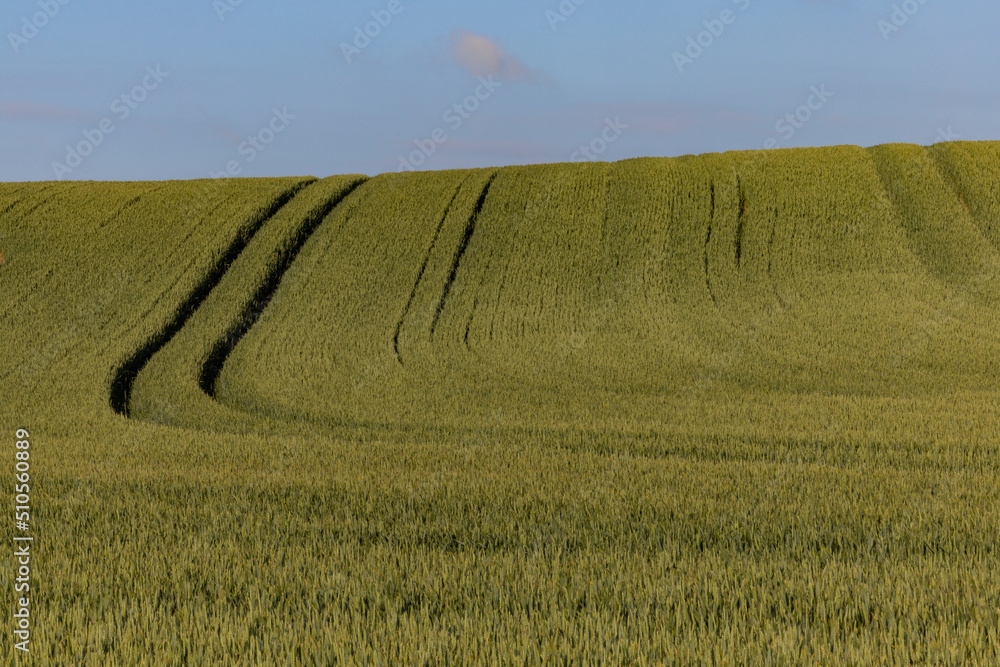 Fototapeta premium Hirtshals, Denmark Wheat fields growing.