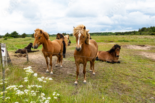 Hirtshals  Denmark Horses in a field behind a fence.