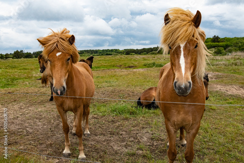 Hirtshals  Denmark Horses in a field behind a fence.
