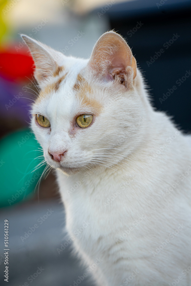 Close up katze in Garten