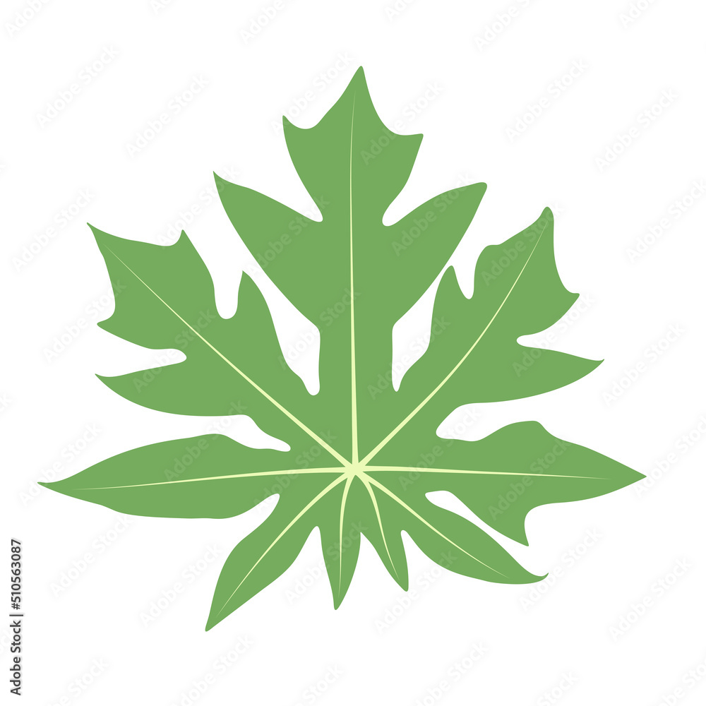Papaya fruit leaf, isolated on white background, flat vector illustration Papaya fruit leaf, isolated on white background, flat vector illustration