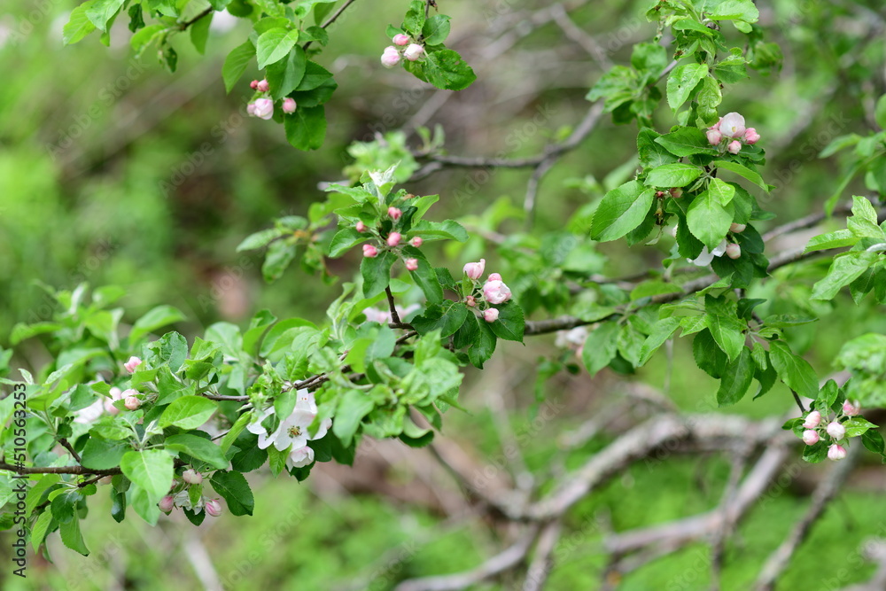 flowers of a tree