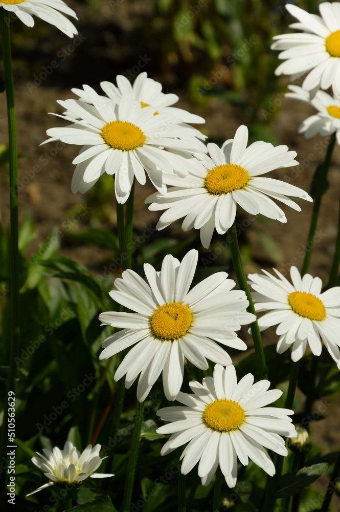 Fototapeta premium daisies in the field. white flowers in green grass.