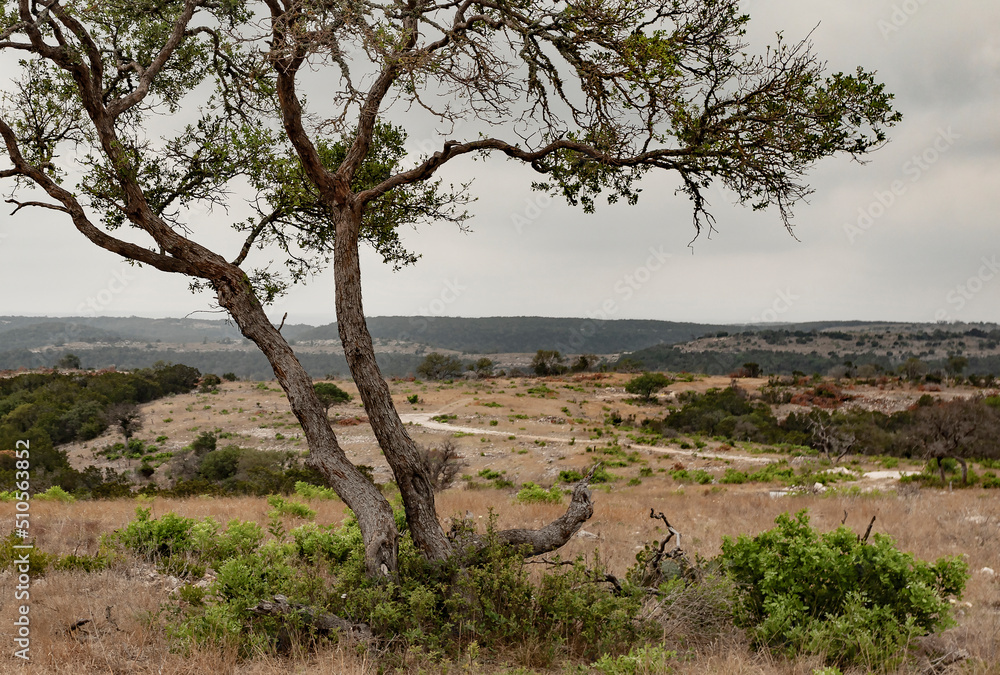 Remote mesquite in Texas hill country