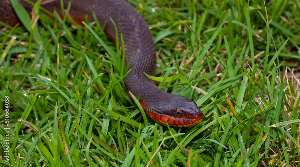 Fototapeta premium Snake coming toward the viewer