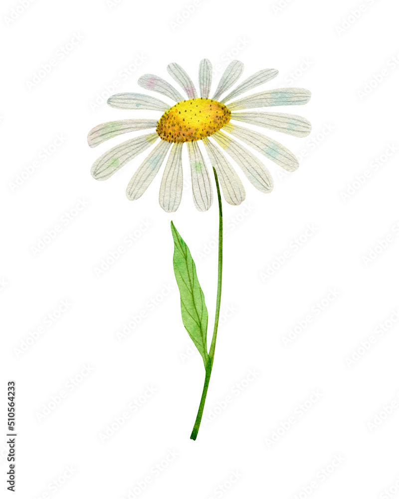 Chamomile. Watercolor illustration isolated on white. Chamomile. Watercolor illustration isolated on white.