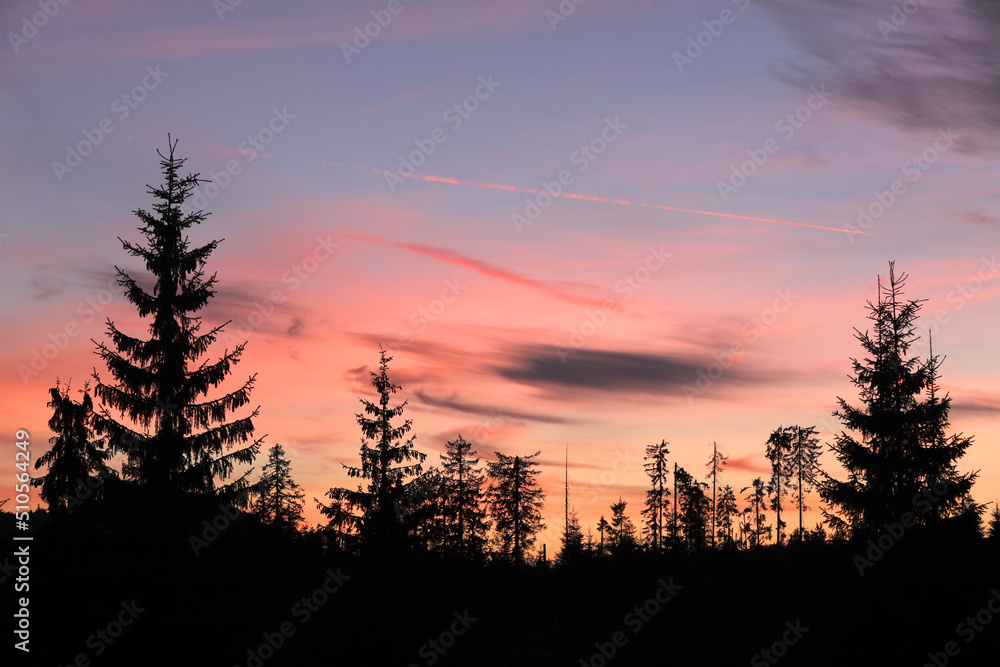 Spruce silhouettes against colored clouds in the background after sunset in a forest mountains.