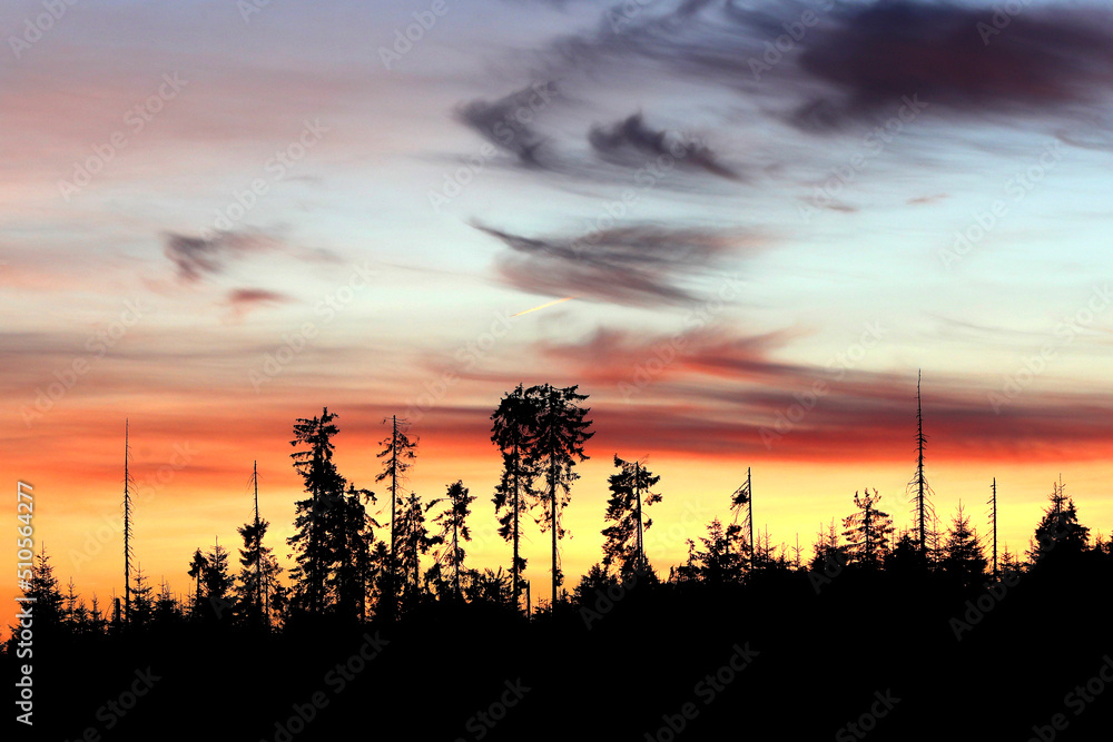 Spruce silhouettes against colored clouds in the background after sunset in a forest mountains.