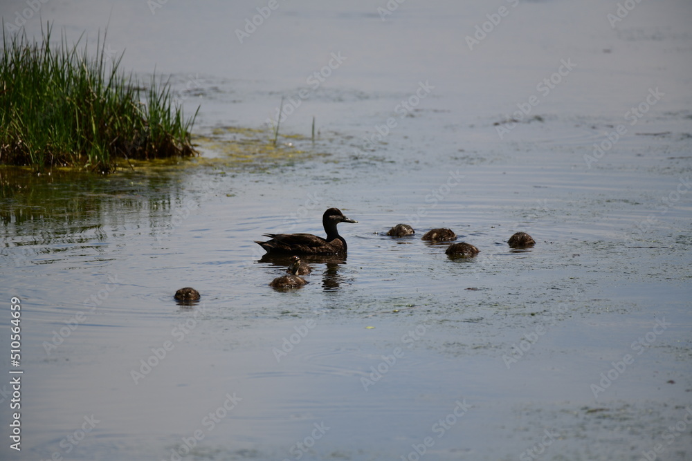 family of duch in a lake - obrazy, fototapety, plakaty 