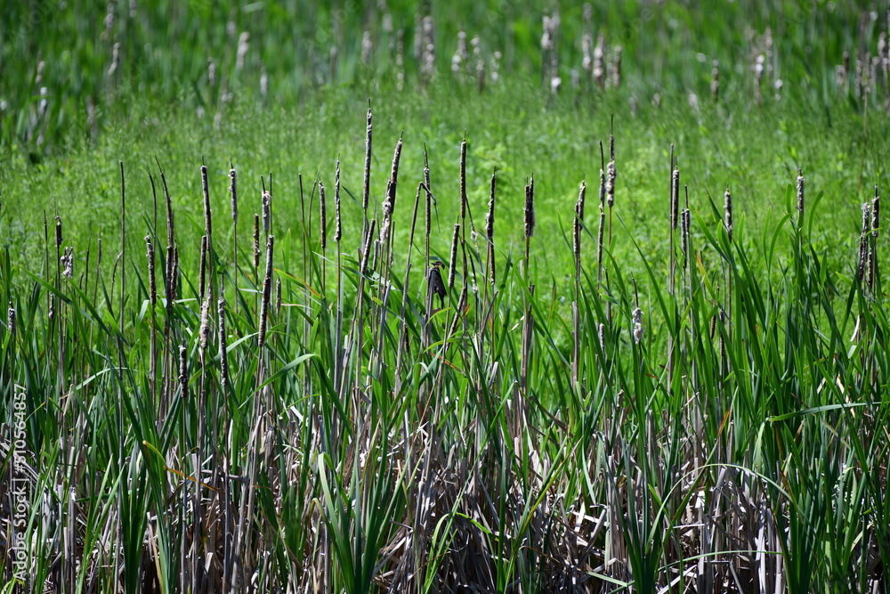 bird in a grass field