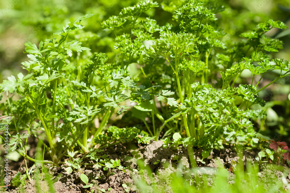 Green young parsley in the garden garden or on the farm. Spring harvest. Healthy greens and vegetables for nutrition. Vitamins. Vegetable growing on the farm
