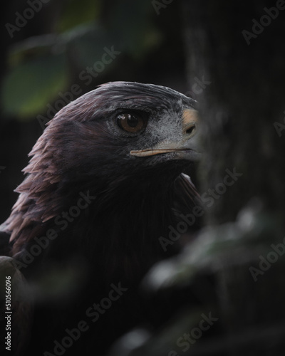 portrait of the eagle