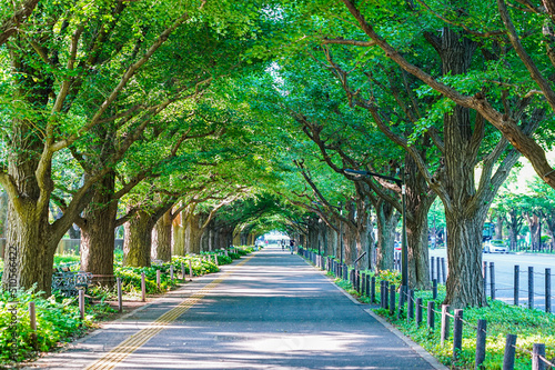 Canvas Print 新緑の神宮外苑イチョウ並木（東京都港区・新宿区）