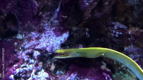 Ribbon eel, Rhinomuraena quaesita, in clear water at the bottom of the aquarium photo