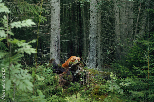 Fototapeta Naklejka Na Ścianę i Meble -  red dog in the summer forest. Nova Scotia duck retriever in nature. 