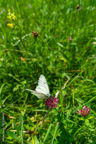 weisser Schmetterling mit schwarzen Strichen auf den Flügeln, Baumweissling oder Kohlweissling genannt, sucht Nektar auf einer pink violetten Blüte auf einer Alpwiese. photo