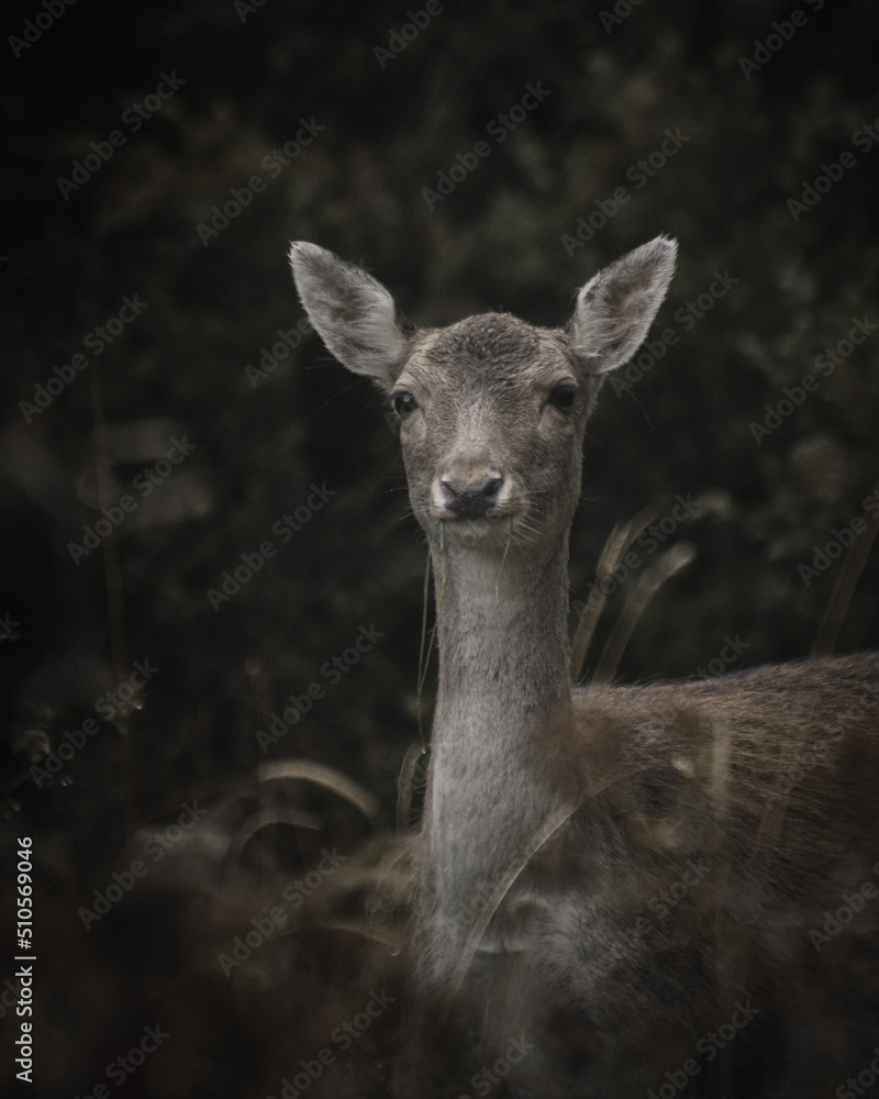 deer in the woods deer in the woods