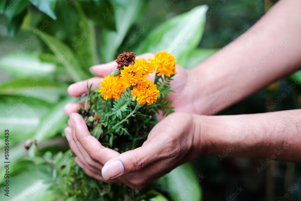 A heart-shaped male hand holds a Tagetes Ereta flower with lush petals. Spring gardening plant care concept.
