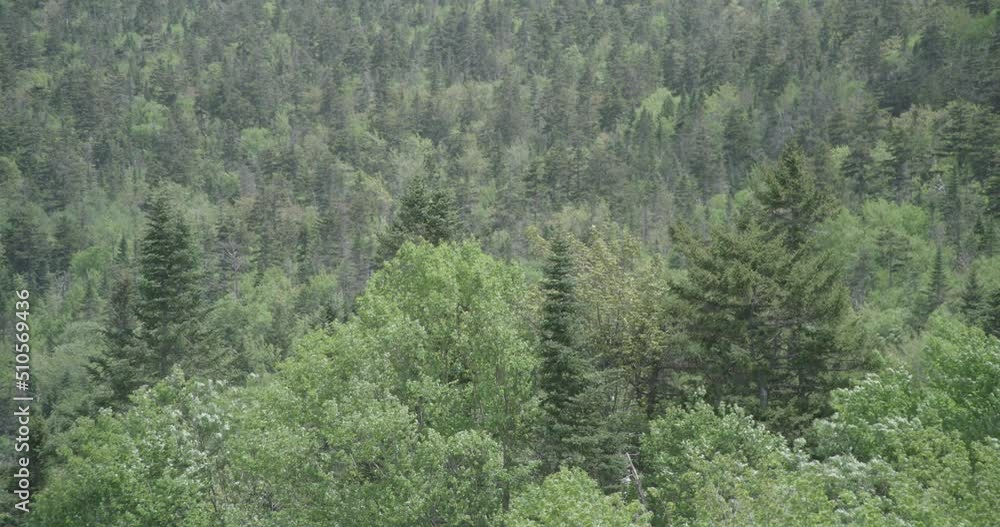 medium exterior of summer trees on top of mountain medium exterior of summer trees on top of mountain