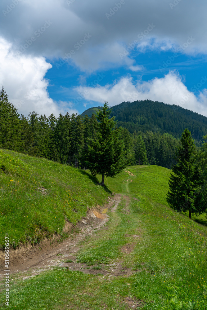 Weg im Rheintal über Wiesen, Hügel und durch den Wald. Wälder an steilem Abhang, einzeln stehende Bäume an einem sonnigen Sommertag. Weg im Rheintal über Wiesen, Hügel und durch den Wald. Wälder an steilem Abhang, einzeln stehende Bäume an einem sonnigen Sommertag.