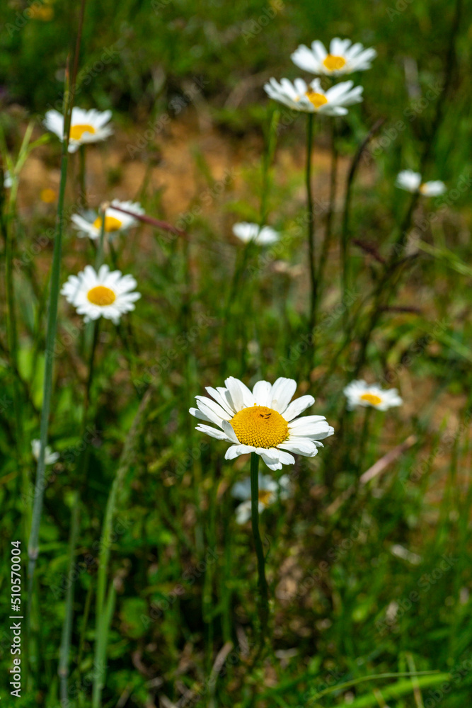 mit Pollen beladene Biene landet auf einer weissen Margerite mit gelbem Zentrum. Alpwiese mit vielen Blumen und Insekten mit Pollen beladene Biene landet auf einer weissen Margerite mit gelbem Zentrum. Alpwiese mit vielen Blumen und Insekten