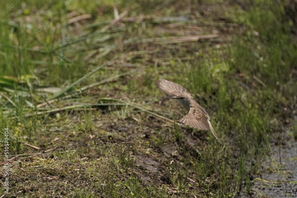 oriental reed warbler is flying in a field