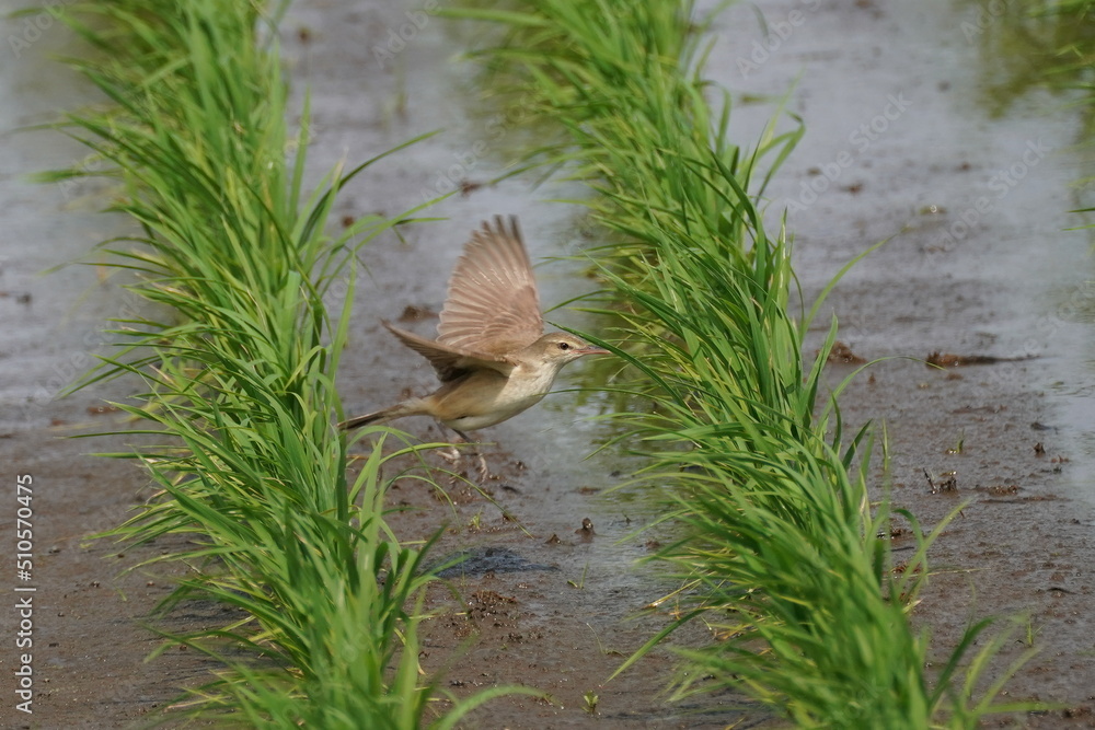 oriental reed warbler is flying in a field oriental reed warbler is flying in a field