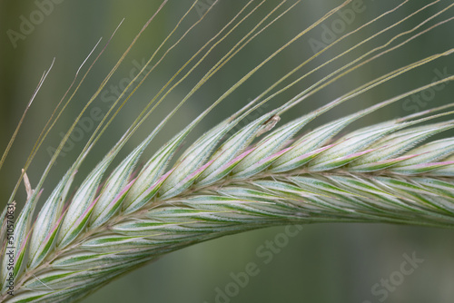 Close-up and detail shot of a bright green ear of rye, against a green background in nature