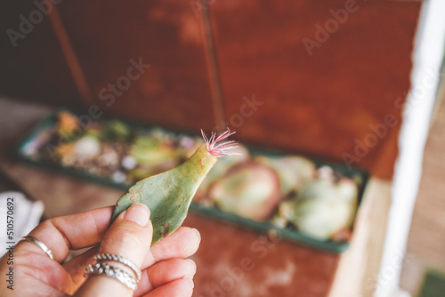 Succulent leaf with new roots as a technique of succulent propagation photo