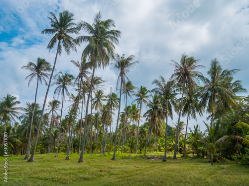 Green palms on the seacoast. Nature scenic landscape. Thailand