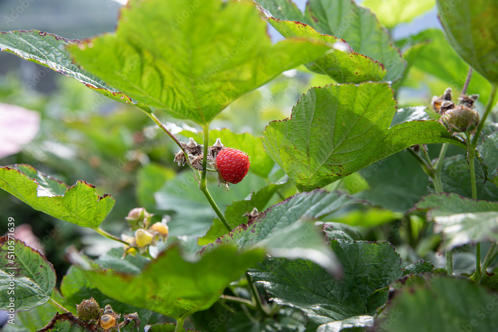 Ripe raspberries are on the raspberry tree Ripe raspberries are on the raspberry tree