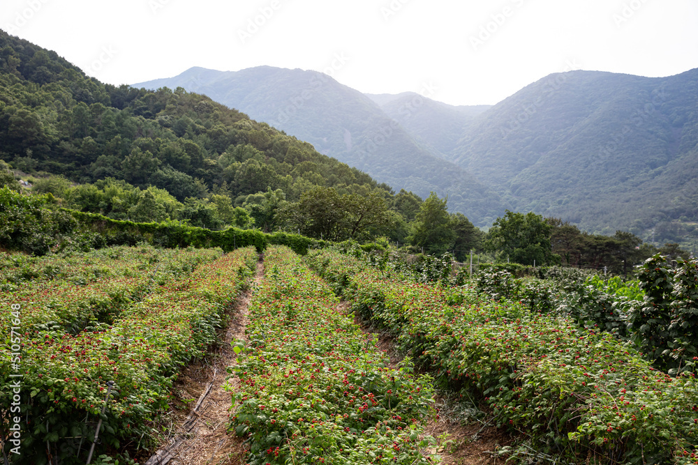 Panoramic view of raspberry fields in Korea