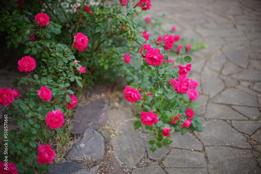Beautiful bush wall of pink roses flowers in the garden with stone tiled floor