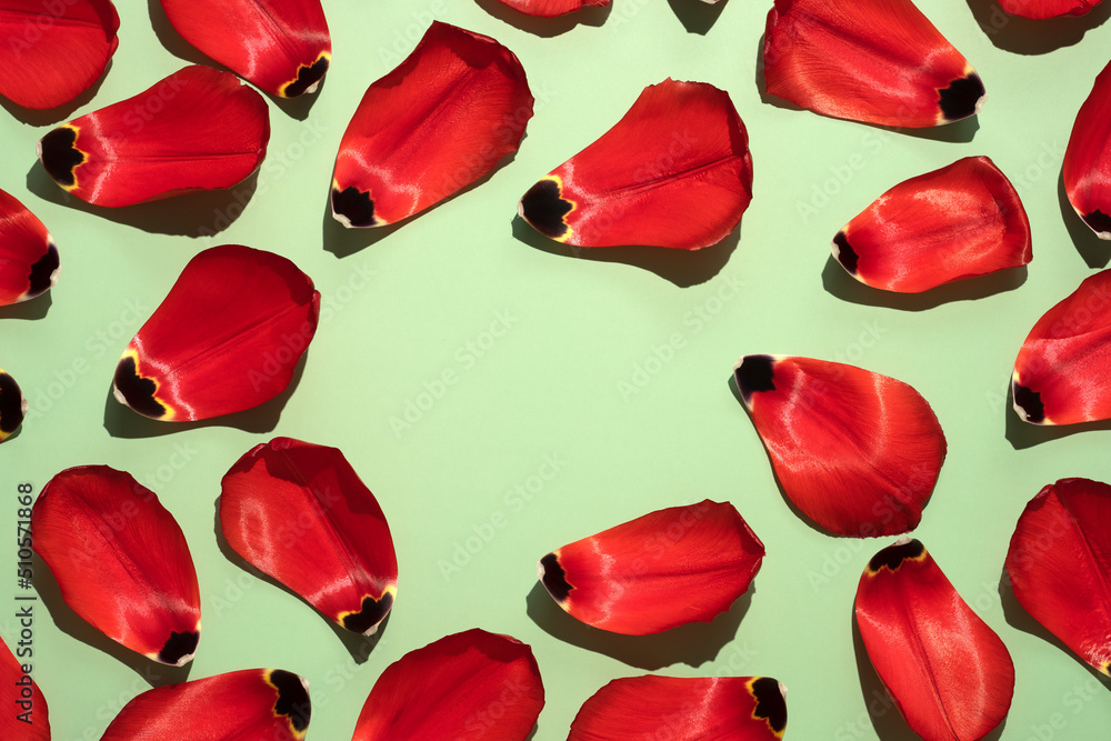 Fototapeta premium Beautiful fresh red tulip petal frame on green background in hard light. Spring easter summer nature banner. Text space top view