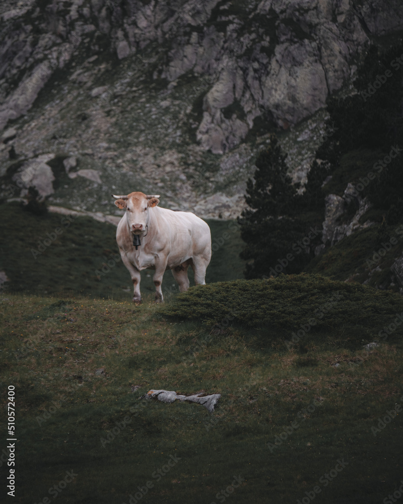 Obraz premium cow in the mountains