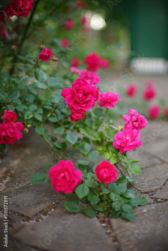 Bush of pink roses flowers in the garden with stone tiled floor