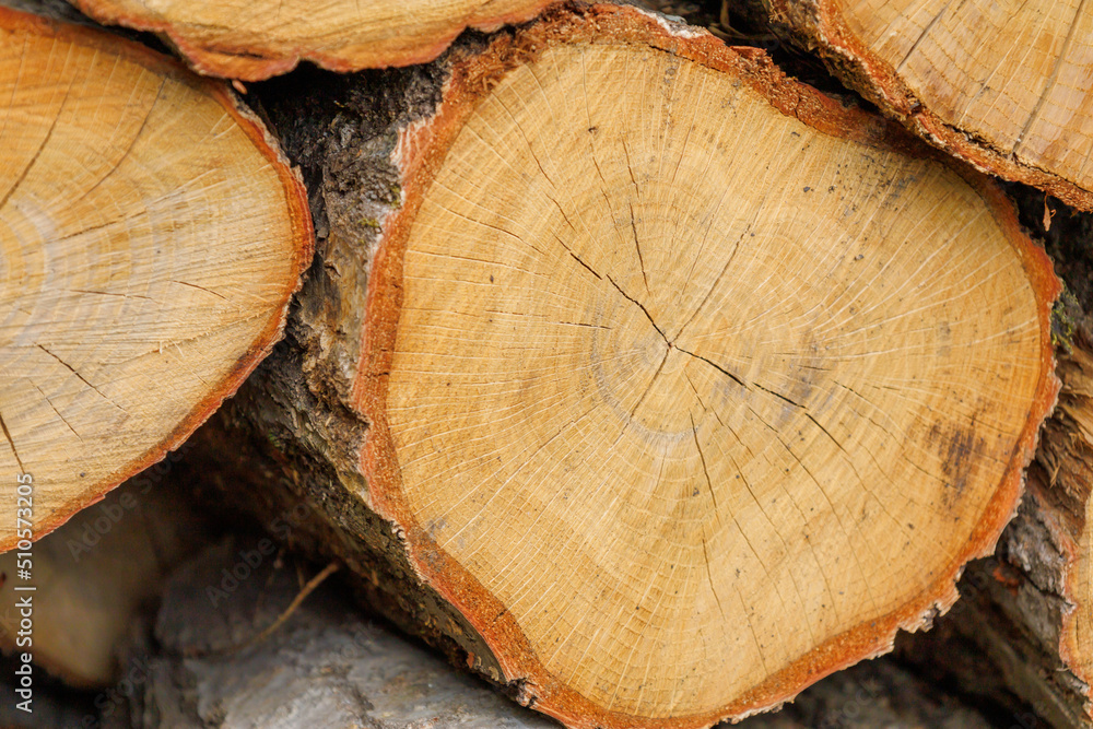 Naklejka premium 積み上げられた木材 丸太 薪