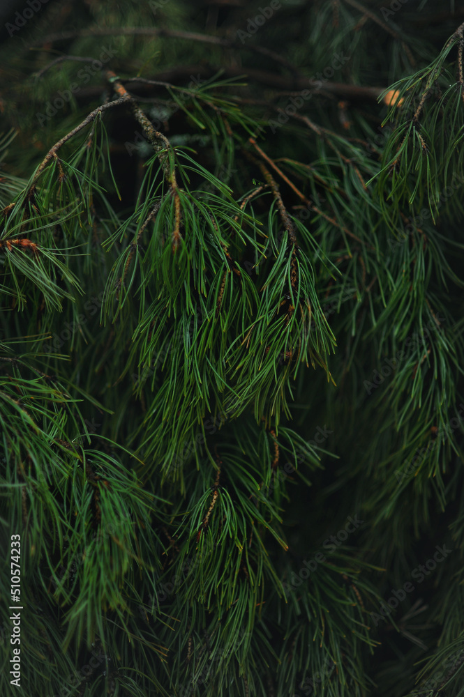 pine needles