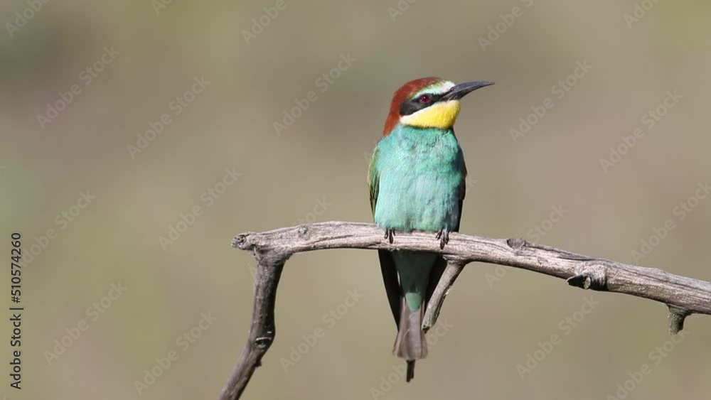 European bee-eater, Merops apiaster. An early morning bird sits on a branch European bee-eater, Merops apiaster. An early morning bird sits on a branch