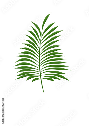 palm leaf isolated on white, пальпа