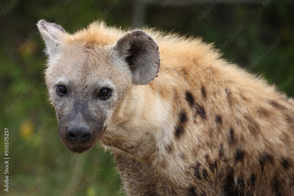 Tüpfelhyäne / Spotted hyaena / Crocuta crocuta... Tüpfelhyäne / Spotted hyaena / Crocuta crocuta...